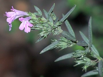 Una labiata - cfr. Micromeria graeca